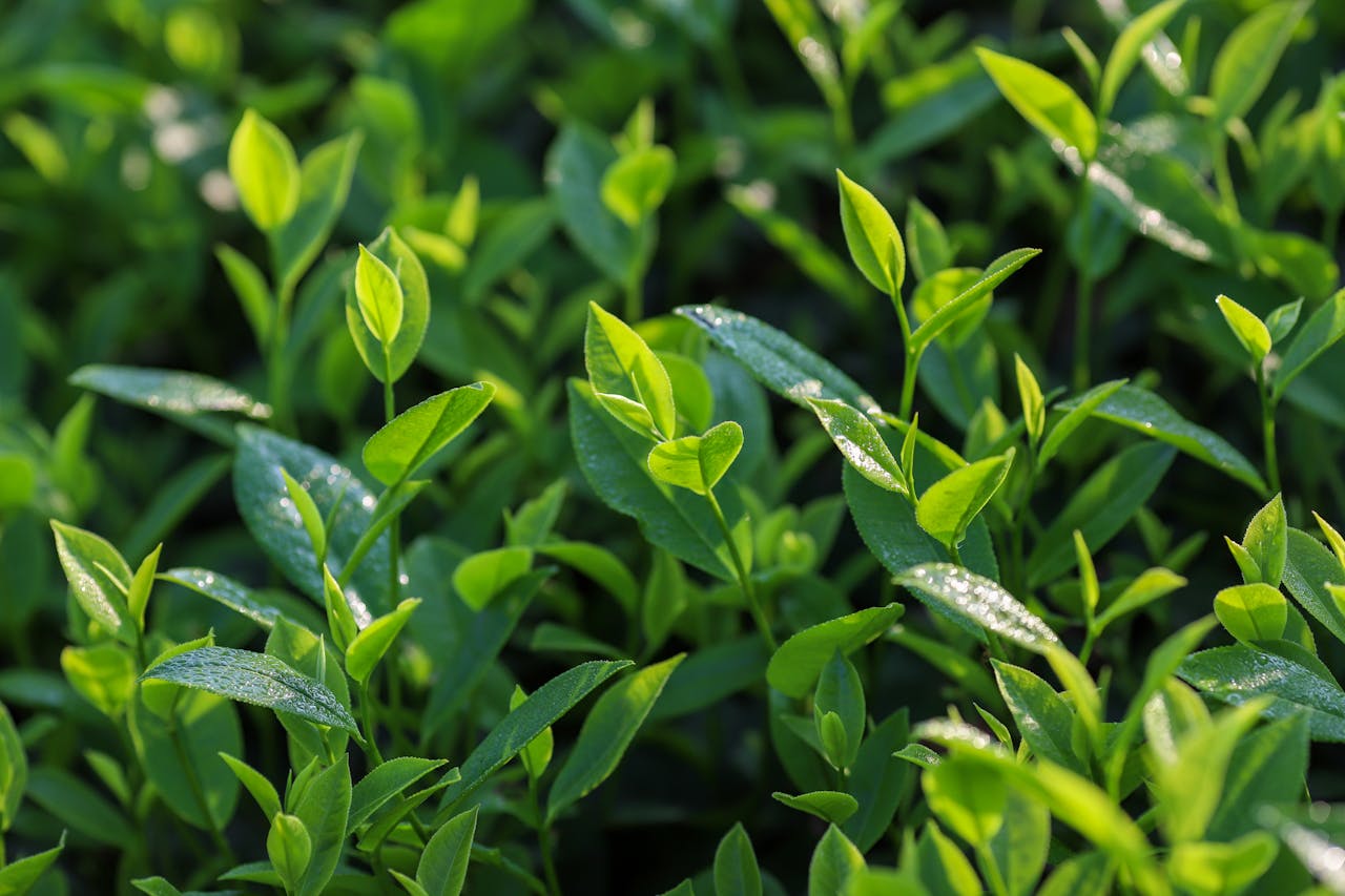 Premium tea leaves for vending machines